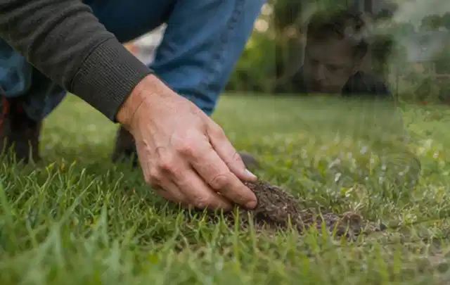 Hand hebt eine kleine Bodenprobe aus einer grünen Rasenfläche; Thema Ecovacs Goat, Schwerpunkt Checkliste; Praxisalltag.