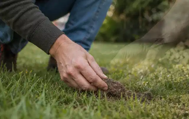 Hand hebt eine kleine Bodenprobe aus einer grünen Rasenfläche; Thema Ecovacs Goat, Schwerpunkt Kosten; Ausgangslage.