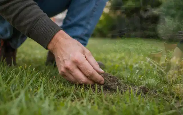 Hand hebt eine kleine Bodenprobe aus einer grünen Rasenfläche; Thema Ecovacs Goat, Schwerpunkt Leistung; Praxisalltag.