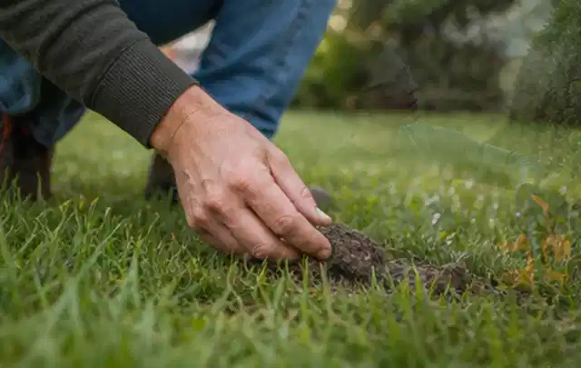 Hand hebt eine kleine Bodenprobe aus einer grünen Rasenfläche; Thema Ecovacs Goat, Schwerpunkt Mähroboter; Kontrolle.