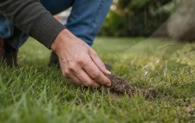 Hand hebt eine kleine Bodenprobe aus einer grünen Rasenfläche; Thema Ecovacs Goat, Schwerpunkt Testkriterien; Umsetzung.