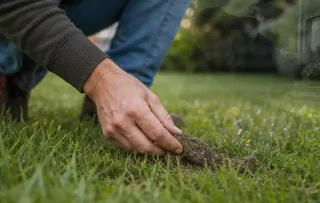 Hand hebt eine kleine Bodenprobe aus einer grünen Rasenfläche; Thema Ecovacs Goat, Schwerpunkt Vergleich; Ergebnis.