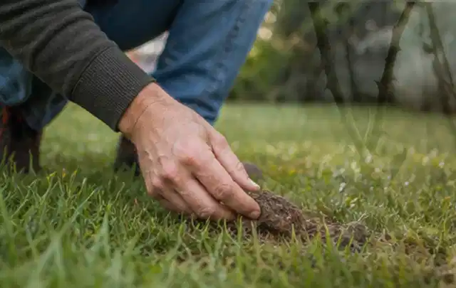 Hand hebt eine kleine Bodenprobe aus einer grünen Rasenfläche; Thema Ecovacs Goat, Schwerpunkt Wartung; Kontrolle.