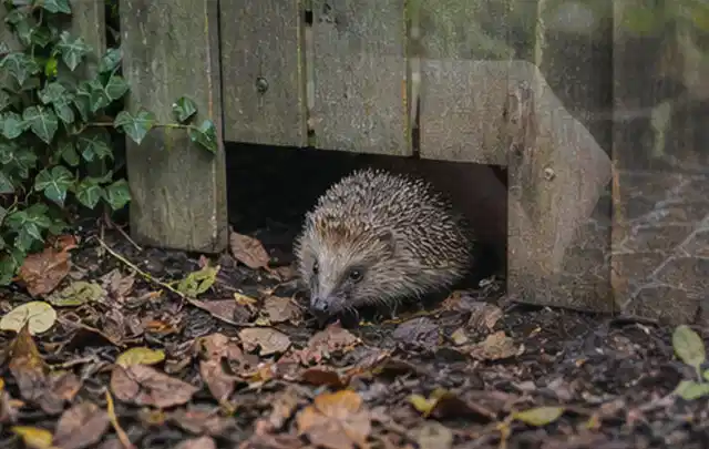 Igel nutzt einen bodennahen Durchgang unter einem hölzernen Gartenzaun; Thema Einbaupools, Schwerpunkt Anwendung; Praxisalltag.