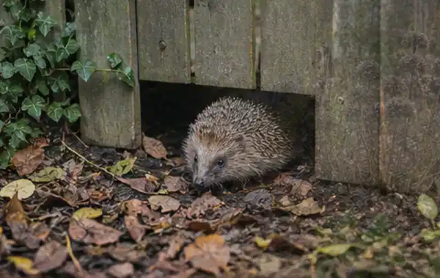 Igel nutzt einen bodennahen Durchgang unter einem hölzernen Gartenzaun; Thema Einbaupools, Schwerpunkt Bestenliste; Praxisalltag.
