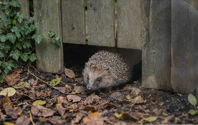 Igel nutzt einen bodennahen Durchgang unter einem hölzernen Gartenzaun; Thema Einbaupools, Schwerpunkt Checkliste; Umsetzung.