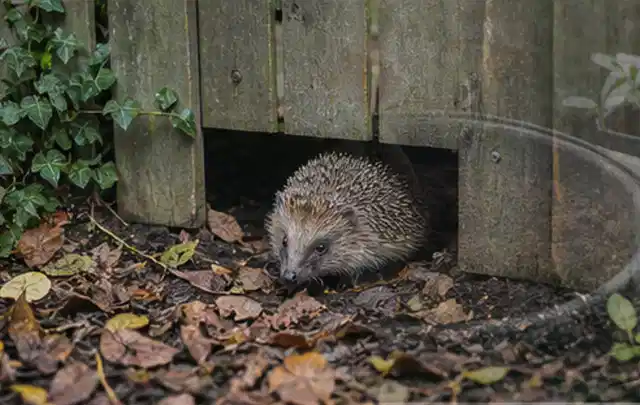 Igel nutzt einen bodennahen Durchgang unter einem hölzernen Gartenzaun; Thema Einbaupools, Schwerpunkt Ersatzteile; Ausgangslage.