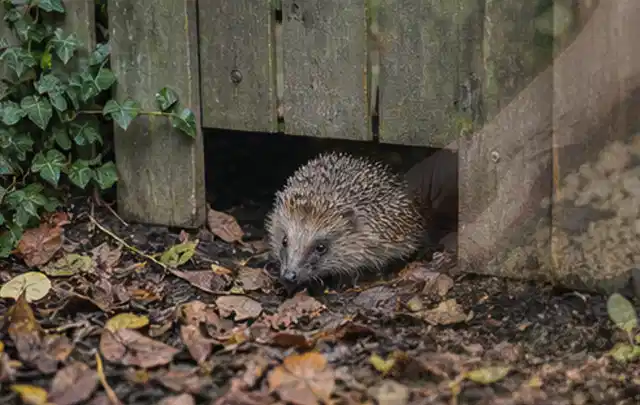 Igel nutzt einen bodennahen Durchgang unter einem hölzernen Gartenzaun; Thema Einbaupools, Schwerpunkt Fehlerhilfe; Ausgangslage.