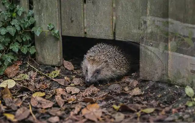 Igel nutzt einen bodennahen Durchgang unter einem hölzernen Gartenzaun; Thema Einbaupools, Schwerpunkt Gärten mit großer Fläche; Ausgangslage.