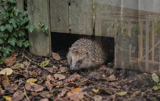 Igel nutzt einen bodennahen Durchgang unter einem hölzernen Gartenzaun; Thema Einbaupools, Schwerpunkt Gärten mit kleiner Fläche; Ergebnis.