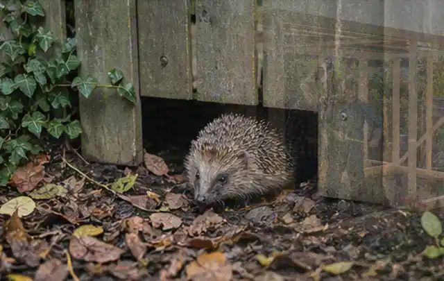 Igel nutzt einen bodennahen Durchgang unter einem hölzernen Gartenzaun; Thema Einbaupools, Schwerpunkt Kaufberatung; Kontrolle.
