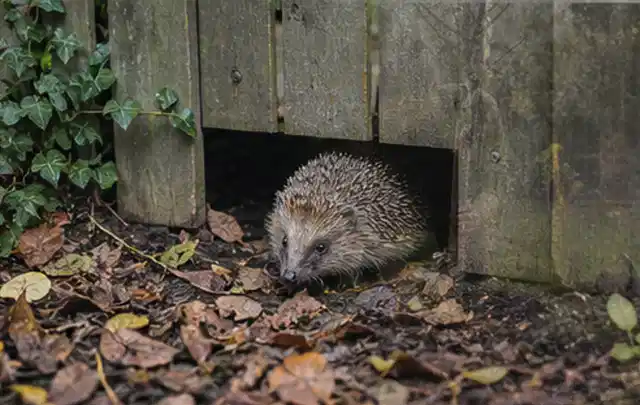 Igel nutzt einen bodennahen Durchgang unter einem hölzernen Gartenzaun; Thema Einbaupools, Schwerpunkt Kosten; Ergebnis.