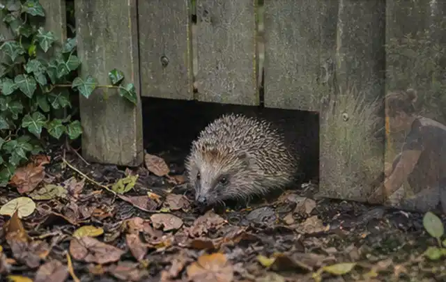 Igel nutzt einen bodennahen Durchgang unter einem hölzernen Gartenzaun; Thema Einbaupools, Schwerpunkt Leistung; Ergebnis.