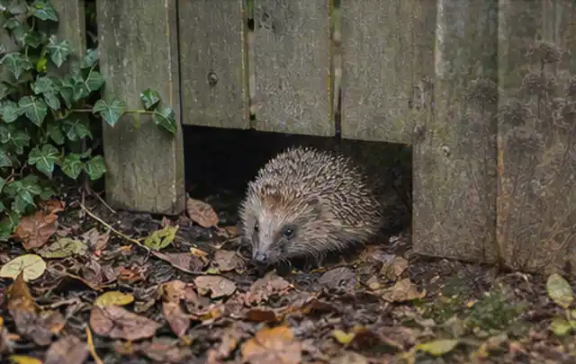 Igel nutzt einen bodennahen Durchgang unter einem hölzernen Gartenzaun; Thema Einbaupools, Schwerpunkt Nachhaltigkeit; Praxisalltag.