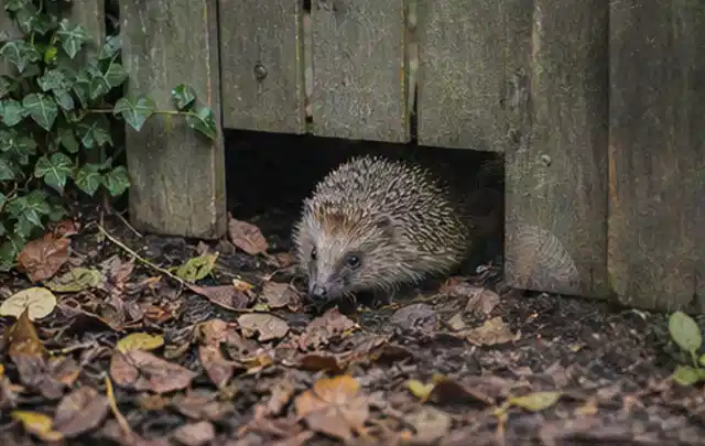 Igel nutzt einen bodennahen Durchgang unter einem hölzernen Gartenzaun; Thema Einbaupools, Schwerpunkt Pools; Ausgangslage.