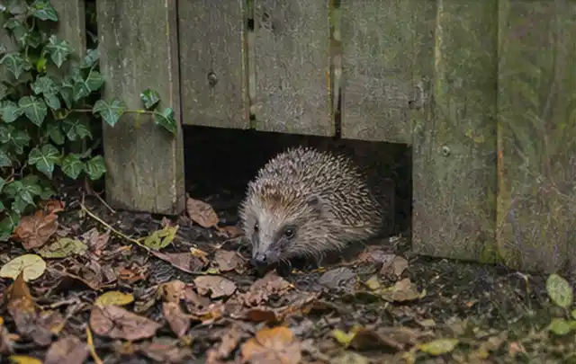 Igel nutzt einen bodennahen Durchgang unter einem hölzernen Gartenzaun; Thema Einbaupools, Schwerpunkt Reinigung; Kontrolle.
