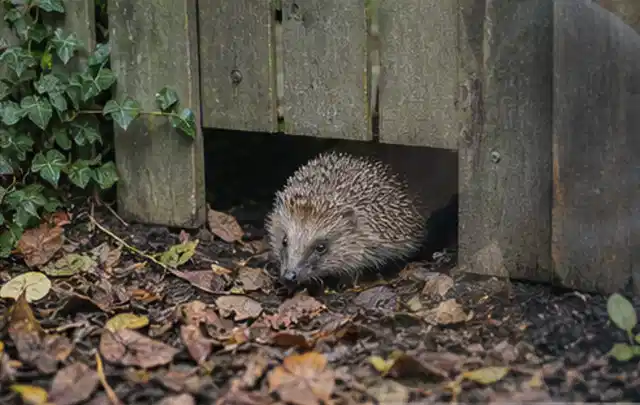 Igel nutzt einen bodennahen Durchgang unter einem hölzernen Gartenzaun; Thema Einbaupools, Schwerpunkt Reparatur; Umsetzung.