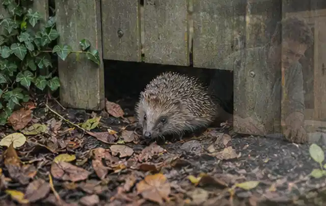 Igel nutzt einen bodennahen Durchgang unter einem hölzernen Gartenzaun; Thema Einbaupools, Schwerpunkt Sicherheit; Ausgangslage.