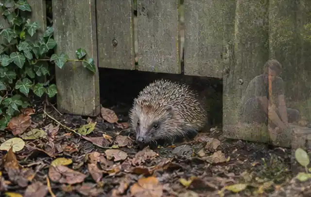 Igel nutzt einen bodennahen Durchgang unter einem hölzernen Gartenzaun; Thema Einbaupools, Schwerpunkt Systemvergleich; Ausgangslage.