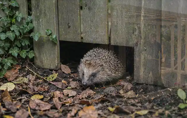 Igel nutzt einen bodennahen Durchgang unter einem hölzernen Gartenzaun; Thema Einbaupools, Schwerpunkt Testkriterien; Praxisalltag.