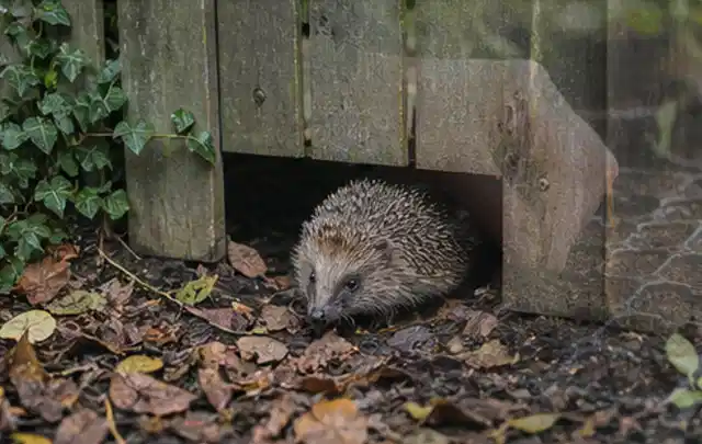 Igel nutzt einen bodennahen Durchgang unter einem hölzernen Gartenzaun; Thema Einbaupools, Schwerpunkt Vergleich; Umsetzung.