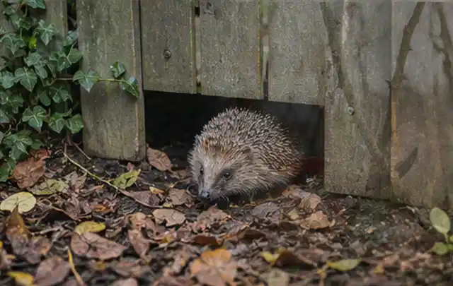 Igel nutzt einen bodennahen Durchgang unter einem hölzernen Gartenzaun; Thema Einbaupools, Schwerpunkt Winterlager; Umsetzung.