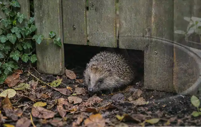 Igel nutzt einen bodennahen Durchgang unter einem hölzernen Gartenzaun; Thema Engerlinge, Schwerpunkt Bestimmung; Ergebnis.