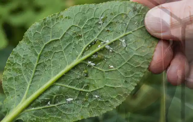 Hand hält ein Blatt mit kleinen hellen Schädlingen auf der Unterseite; Thema Engerlinge, Schwerpunkt Bestimmung; Praxisalltag.