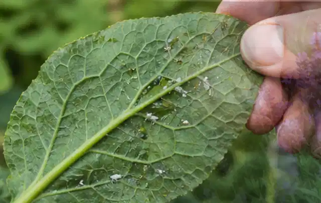 Hand hält ein Blatt mit kleinen hellen Schädlingen auf der Unterseite; Thema Engerlinge, Schwerpunkt Biologie; Umsetzung.