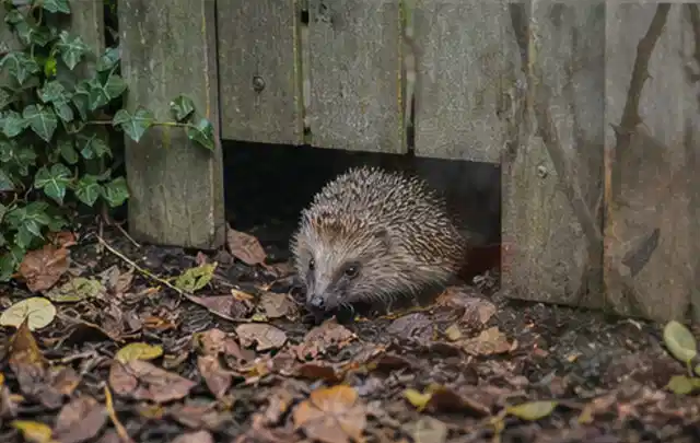 Igel nutzt einen bodennahen Durchgang unter einem hölzernen Gartenzaun; Thema Engerlinge, Schwerpunkt Biologie; Kontrolle.