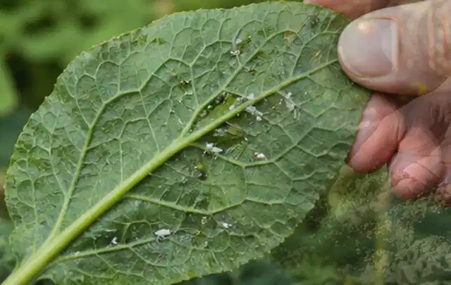 Hand hält ein Blatt mit kleinen hellen Schädlingen auf der Unterseite; Thema Engerlinge, Schwerpunkt Fehlerhilfe; Ausgangslage.