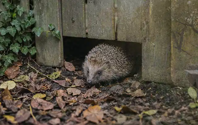 Igel nutzt einen bodennahen Durchgang unter einem hölzernen Gartenzaun; Thema Engerlinge, Schwerpunkt Fehlerhilfe; Umsetzung.