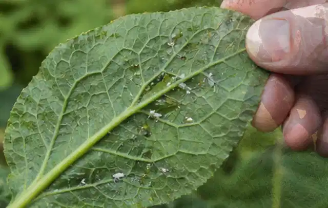 Hand hält ein Blatt mit kleinen hellen Schädlingen auf der Unterseite; Thema Engerlinge, Schwerpunkt Giftfreie Hilfe; Praxisalltag.