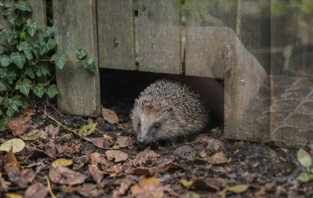 Igel nutzt einen bodennahen Durchgang unter einem hölzernen Gartenzaun; Thema Engerlinge, Schwerpunkt Hausmittel; Praxisalltag.