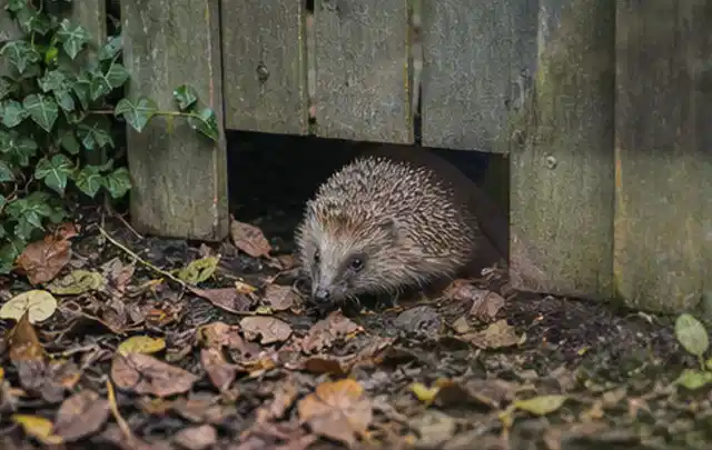 Igel nutzt einen bodennahen Durchgang unter einem hölzernen Gartenzaun; Thema Engerlinge, Schwerpunkt Natürliche Bekämpfung; Umsetzung.