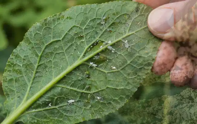 Hand hält ein Blatt mit kleinen hellen Schädlingen auf der Unterseite; Thema Engerlinge, Schwerpunkt Natürliche Bekämpfung; Kontrolle.