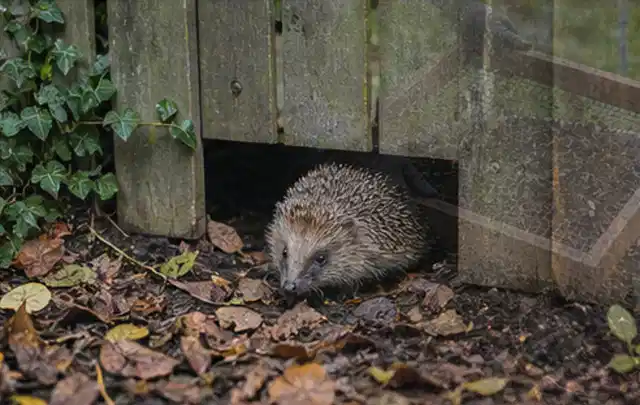 Igel nutzt einen bodennahen Durchgang unter einem hölzernen Gartenzaun; Thema Engerlinge, Schwerpunkt Pflanzenhilfe; Ergebnis.