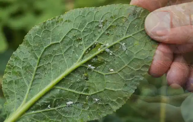 Hand hält ein Blatt mit kleinen hellen Schädlingen auf der Unterseite; Thema Engerlinge, Schwerpunkt Rasenhilfe; Umsetzung.