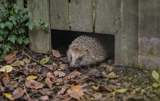 Igel nutzt einen bodennahen Durchgang unter einem hölzernen Gartenzaun; Thema Engerlinge, Schwerpunkt Saison; Ausgangslage.