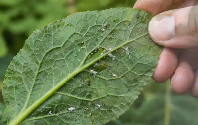 Hand hält ein Blatt mit kleinen hellen Schädlingen auf der Unterseite; Thema Engerlinge, Schwerpunkt Saison; Ergebnis.