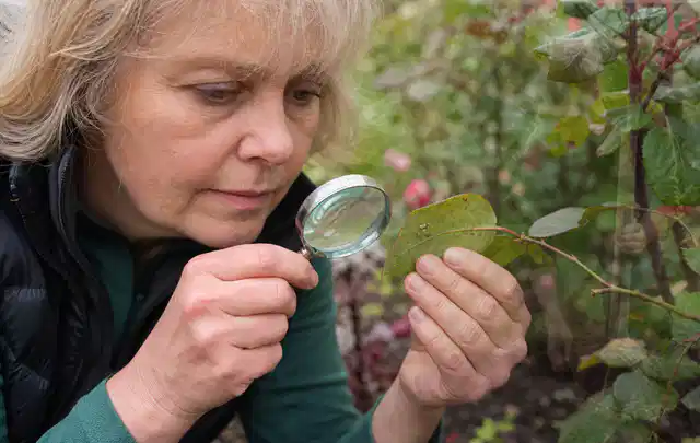 Person untersucht Blätter im Garten auf Schädlinge und Krankheitssymptome; Thema Engerlinge, Schwerpunkt Saison; Praxisalltag.