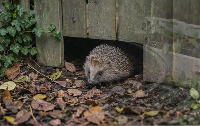 Igel nutzt einen bodennahen Durchgang unter einem hölzernen Gartenzaun; Thema Engerlinge, Schwerpunkt Schadbild; Umsetzung.