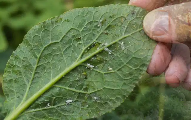 Hand hält ein Blatt mit kleinen hellen Schädlingen auf der Unterseite; Thema Engerlinge, Schwerpunkt Schädlinge Krankheiten; Umsetzung.