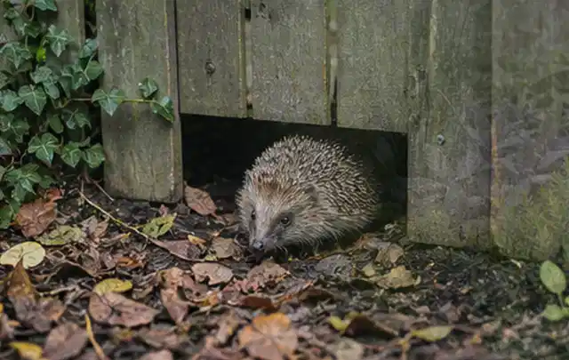 Igel nutzt einen bodennahen Durchgang unter einem hölzernen Gartenzaun; Thema Engerlinge, Schwerpunkt Soforthilfe; Ausgangslage.