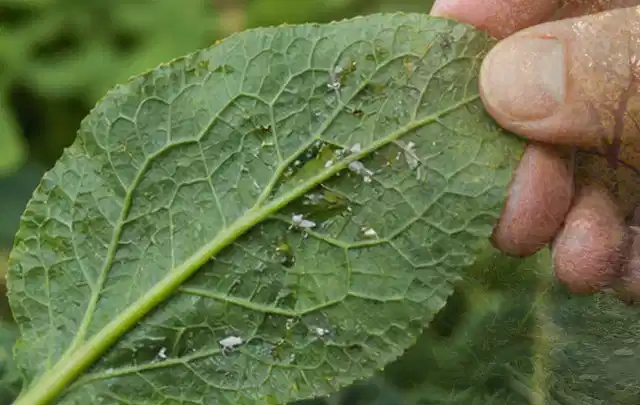 Hand hält ein Blatt mit kleinen hellen Schädlingen auf der Unterseite; Thema Engerlinge, Schwerpunkt Soforthilfe; Ergebnis.