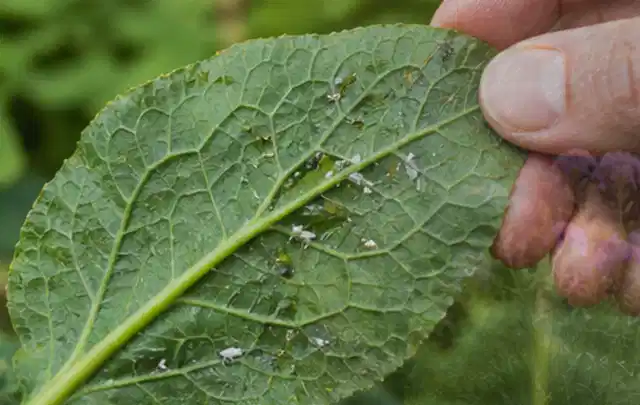 Hand hält ein Blatt mit kleinen hellen Schädlingen auf der Unterseite; Thema Engerlinge, Schwerpunkt Ursachen; Ausgangslage.