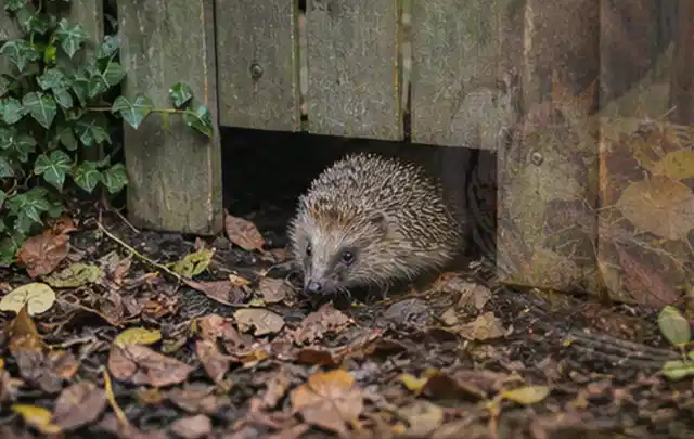 Igel nutzt einen bodennahen Durchgang unter einem hölzernen Gartenzaun; Thema Engerlinge, Schwerpunkt Ursachen; Ergebnis.