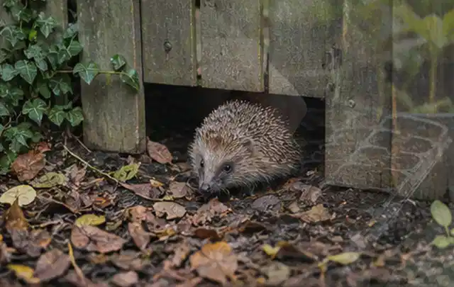Igel nutzt einen bodennahen Durchgang unter einem hölzernen Gartenzaun; Thema Engerlinge, Schwerpunkt Vorbeugung; Umsetzung.