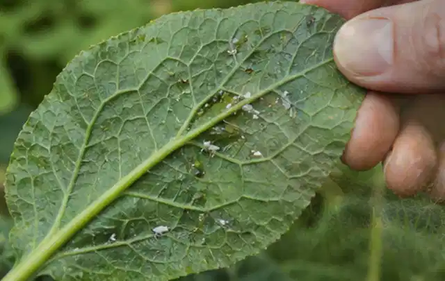 Hand hält ein Blatt mit kleinen hellen Schädlingen auf der Unterseite; Thema Engerlinge, Schwerpunkt Vorbeugung; Kontrolle.
