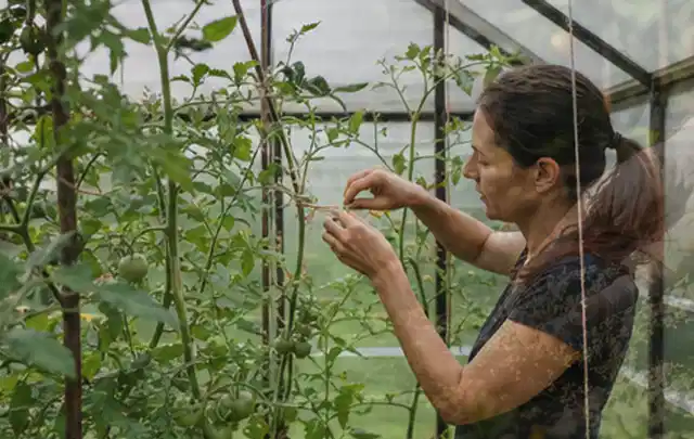Person bindet junge Tomatentriebe in einem privaten Gewächshaus vorsichtig an; Thema Erbsen, Schwerpunkt Aussaat; Ausgangslage.